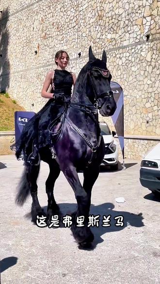 世界名马,马种贵族,祝大家马年一马当先#科普 #马 #涨知识 #科普知识