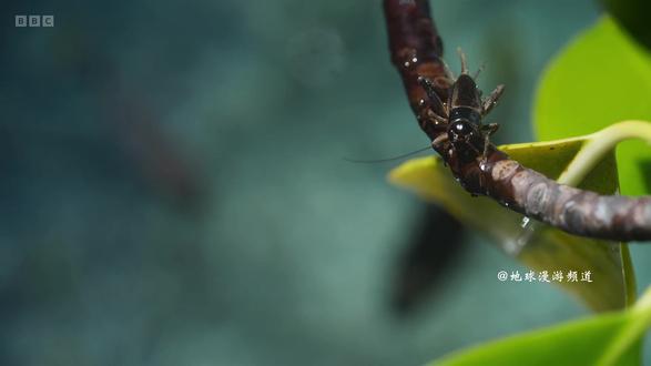 能射你一身的也只有他了,这鱼会“开枪”射水鱼精准暴击瞬间✨ #神奇动物 #动物科普#奇妙的动物 #动物世界 #神奇动物在抖音
射水鱼是一种以 “精准喷水捕食” 闻名的奇特鱼类,因独特的猎食方式和灵动的外形成为热门观赏鱼。
基本档案
学名:Toxotes spp.(包含射水鱼属多种,如小鳞射水鱼、大眼射水鱼等)
英文名:Archerfish
分类:鲈形目、射水鱼科、射水鱼属
体长:野生约 20-30 厘米,人工饲养常见 10-15 厘米
寿命:野外约 5-7 年,人工饲养环境适宜可达 10 年以上
核心技能:精准射水捕食
射水鱼是自然界少见的 “主动出击” 型鱼类,能通过口腔喷射水流击落水面上方的猎物。
喷水原理:口腔内有特殊凹槽,压缩水囊将水高速喷出,形成细水流柱。
精准度极高:可在 1-2 米距离内击中昆虫、蜘蛛等小型猎物,命中率超 90%,部分品种甚至能调整水流角度应对移动目标。
猎物范围:苍蝇、蚊子、飞蛾、蚂蚁等小型节肢动物,偶尔也会捕食植物种子或幼鱼。