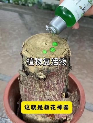 这就是救花神器 发财树养成这个鬼样子 不要着急 你就给它浇这种水 它能激活植物根系细胞促进生长#花卉绿植 #生根 #生根液