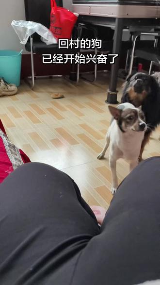 它为啥不说话?#农村生活 #回村的狗子们有多开心 #狗狗