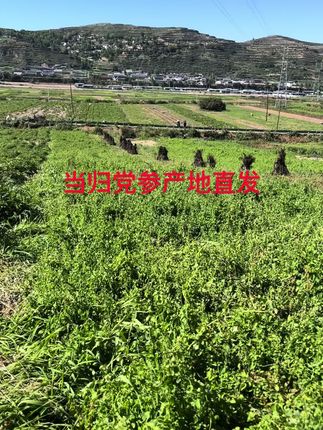 岷县当归党参产地直发应季新品,农户直发更值得信赖