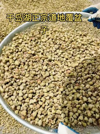 #覆盆子#覆盆子是个好东西 #覆盆子沙苑子山茱萸桑葚茶