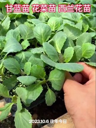 #甘蓝苗 #花菜苗 #西兰花苗 #阳台小院均可种植 #甘蓝种植