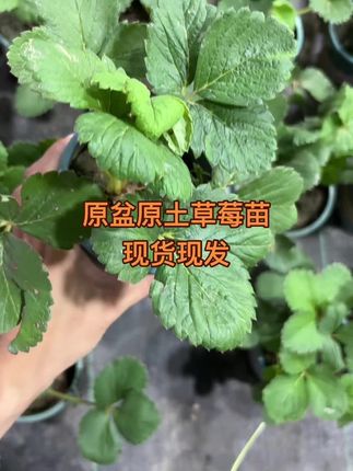 原盆原土草莓苗来啦#草莓 #草莓种植 #好养盆栽