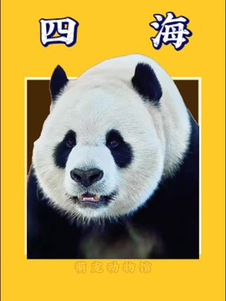卡塔尔遭遇袭击?旅居海外熊猫四海京京什么样了?#大熊猫 #大熊猫四海 #熊猫#国宝熊猫 #来这吸熊猫@DOU+小助手 @抖音小助手 @DOU+上热门