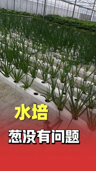 水培葱实在太香了! #水培 #农业 #三农