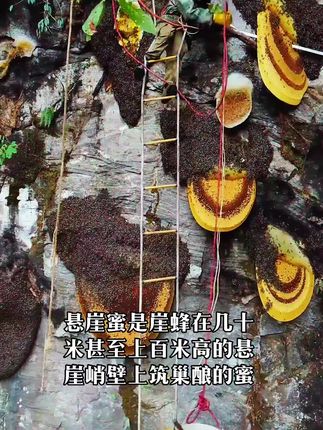 简单的绳索危险的工作,就为了把这么好的悬崖蜜带给家人们!#口感特别好 #大山里的味道 #悬崖取蜜