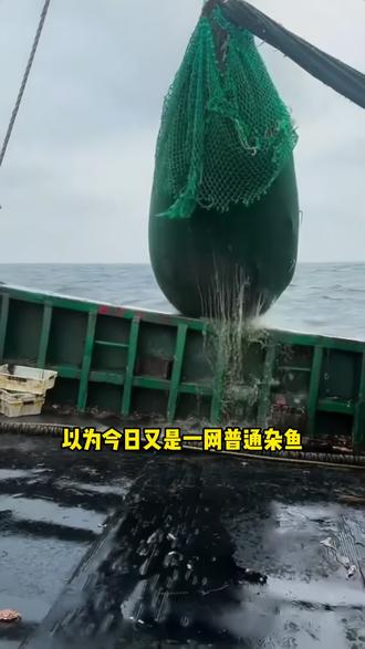 8月1日广西北海电建码头行情报价#日常vlog #渔民生活实拍 #快来一起尝个鲜 #海鲜原产地 #渔船