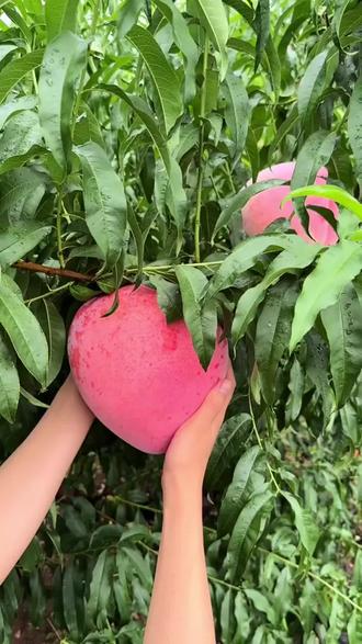 果子个头小转色慢就用膨大宝#膨大宝#膨果肥