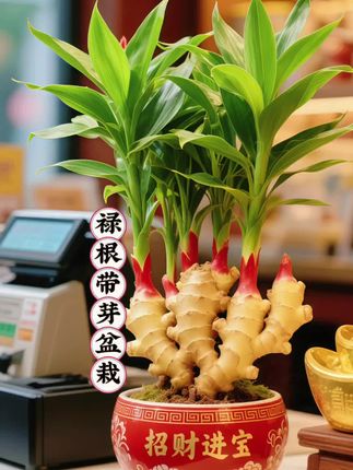 禄根带芽盆栽🎊 姜形自然,新芽萌动,红盆有“财气”。好看不贵,轻松提升氛围感🌿 #萌趣盆栽 #财气绿植 #提升氛围 #实惠好物 #超便宜超划算