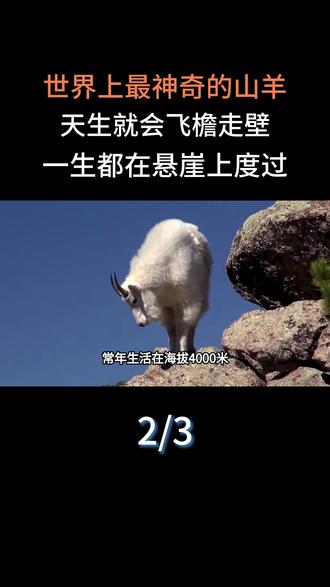 世界上最神奇的山羊,天生就会飞檐走壁,一生都在悬崖上度过#大国重器#大国崛起#科普#科普一下#山羊