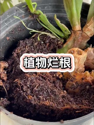 植物烂根可能有3种原因,新手花友都要掌握的养护小知识!#养花小知识 #烂根 #家庭种植 #花卉绿植 #分享家庭养花知识