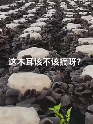 东北黑木耳新货#黑木耳#木耳#木耳炒肉 #美食教程