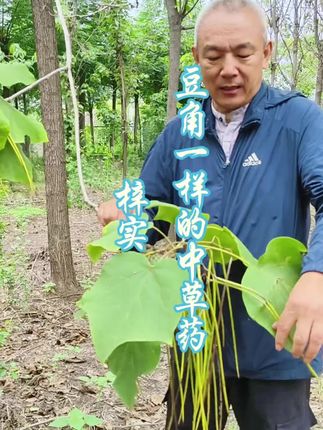 豆角一样的中草药 梓实 梓实为紫葳科植物梓Catalpa ovata G. Don的果实。分布于长江流域及以北地区。具有利水消肿之功效。用于小便不利,浮肿,腹水。@舍得酒 #晒出你身边的舍得故事#中医 #中草药知识