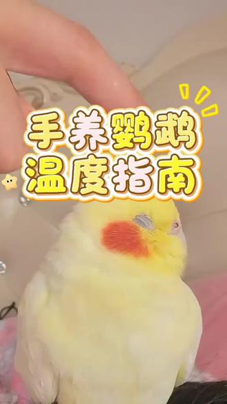 鹦鹉适宜的温度区间#手养鹦鹉 #鹦鹉小白 #鹦鹉日常 #鹦鹉适宜温度 #鹦鹉孵化
