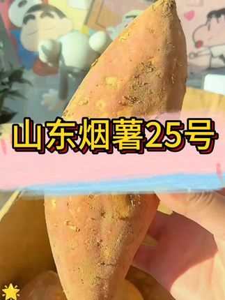 #山东烟薯25号 #红薯 #烟薯 #山东烟薯