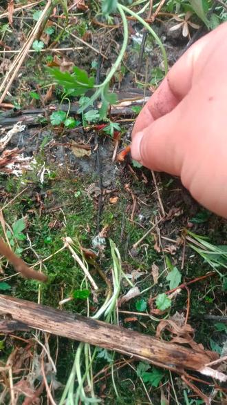 #胖子山货 这样的猪屁股有没有人看的起哦!看的起的就来撬。#农村特产 #猪屁股