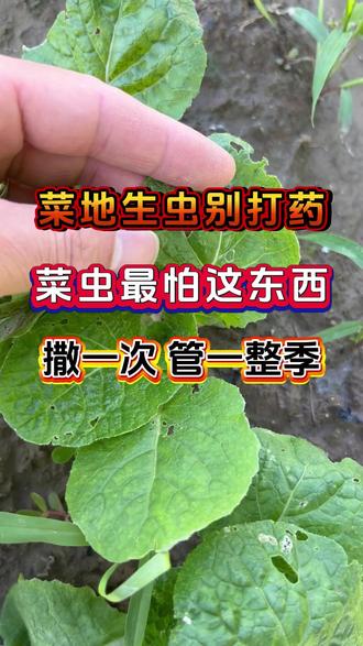 菜地生虫可别打药了用它撒一次管一整季 #蔬菜种植 #种菜小技巧 #虫害防治 #地上地下害虫通杀 #防虫颗粒
