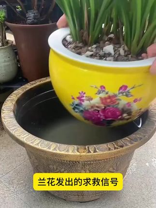 兰花的求救信号你看懂了嘛#兰花种植