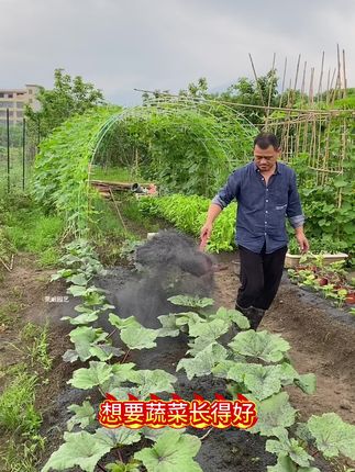 #家庭种植 #种菜小技巧 #绿色蔬菜 #草木灰稻壳炭#稻壳炭
