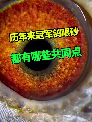 历年来冠军鸽眼砂都有哪些共同点 #冯氏赛鸽 #萌宠 #信鸽赛鸽 #赛鸽比赛 #养鸽人
