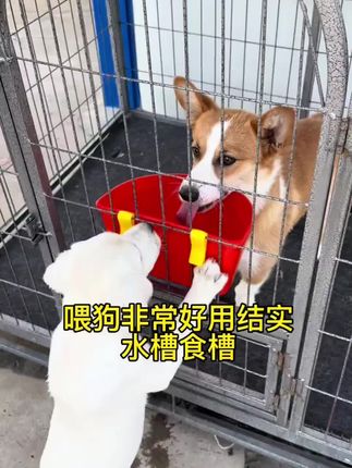 #养狗经验分享 #新手养狗 #养狗人 #萌宠出道计划 #宠物用品