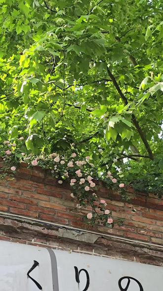夏季新品上线,花墙已布置好,快来打卡拍照吧!#咖啡#饮品#特调 #精酿#拼豆 #机车#骑行