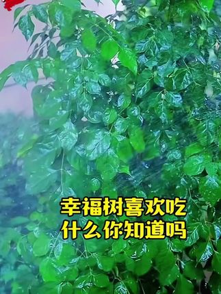 幸福树的求救信号,能看懂的都是养幸福树高手 #养花小知识 #幸福树 #室内盆栽 #无限回购的宝藏单品