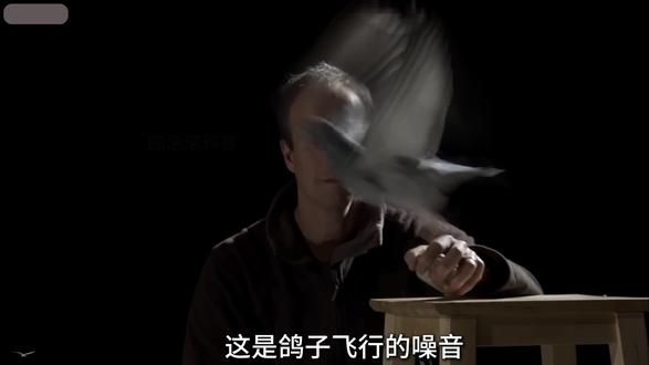 猫头鹰的飞行为什么是无声的?本视频带你详细解读 #动物世界 #猫头鹰 #科学实验 #神奇动物来咯 #纪录片