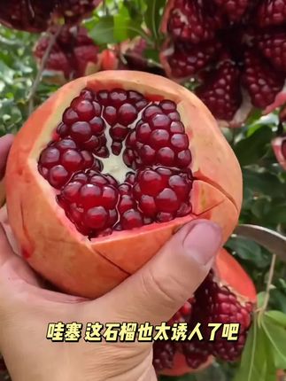 我是不白吃四川会理软籽石榴新鲜当季水果整箱包邮大果无籽