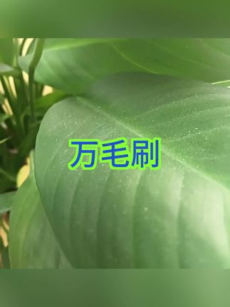 #万毛刷 #刷子 #万毛刷子