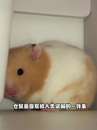 仓鼠最喜欢用浴沙洗澡了,两块九到手足足1000克的浴沙,够鼠鼠用很久了#科学养宠 #养宠进阶指南 #仓鼠浴沙 #仓鼠洗澡