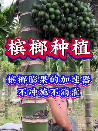 槟榔膨果的加速器不冲施不滴灌 槟榔膨果的加速器不冲施不滴灌#槟榔种植#槟榔树 #海南槟榔#槟榔#三农