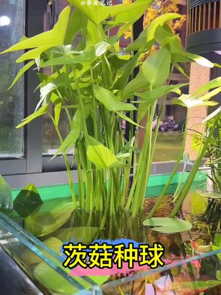 第一次见这么神奇的种球,只要把它种进鱼缸,几天就发芽了,用不了多久就长满整个鱼缸!#水生绿植#茨菇种球#茨菇 #水草造景 #养鱼