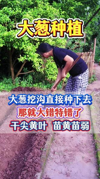 大葱千万不要挖个坑就直接移栽 #大葱种植 #大葱干尖黄叶 #大葱底肥宝 #大葱施肥 #大葱高产管理