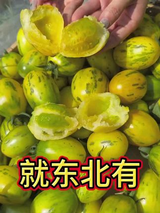 #虎皮柿子种子#番茄种子 #东北柿子 @抖音Dou+上热门