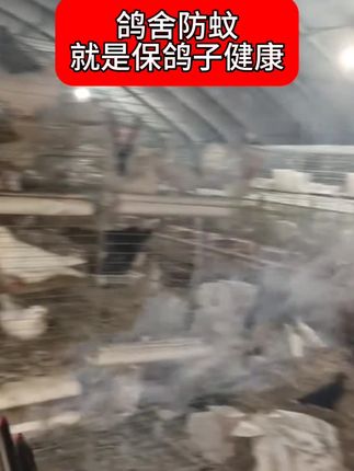 #养鸽人