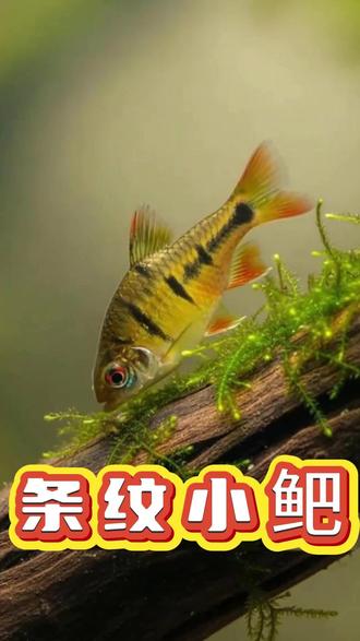 冷水群游小鱼!温顺好养还能清洁鱼缸? 原生冷水鱼条纹小鲃,性情温顺适合混养,能吃丝藻青苔当鱼缸清洁工,饲养简单超适合家庭养!#鱼缸 #养鱼日记 #原生鱼 #观赏鱼