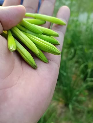 #带你看三农上热门 #农民的艰辛 #黄花菜 #鲜黄花菜 #种草