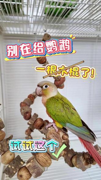 终于让我找到鹦鹉 既能玩又能站的神器了#鹦鹉啃咬玩具 #花椒木磨牙棒 #小太阳鹦鹉 #鸟笼玩具
