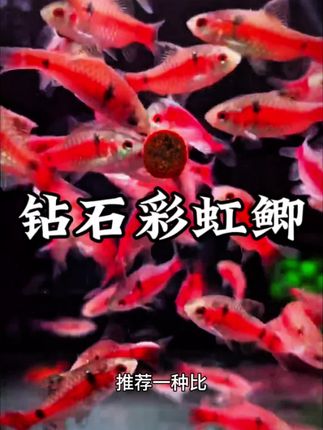 这是一种比孔雀鱼好养的钻石彩虹鲫,不挑水质不调食,新手也能养好它。 #钻石彩虹鲫 #养鱼日记 #观赏鱼 #新手养鱼 #冷水鱼