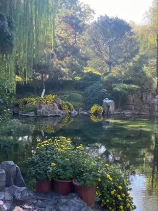 红葱头干葱头火葱正宗新鲜小香葱熬葱油特香可种植#葱头 #家用葱头 #小葱头 #红葱头 #干葱头