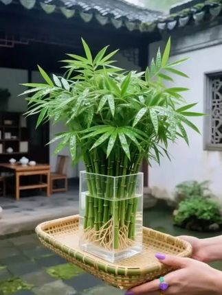 把森林氧吧搬回家!水培竹柏,懒人也能养出一片绿 想把森林氧吧搬进家?选水培竹柏就对啦!, ,一瓶清水,就能让竹柏开启自在生长模式。完全是为懒人、新手量身定制,甭管是摆在办公桌添活力,放窗台衬阳光,还是搁茶几当风景,只要有水,它就能稳稳扎根、鲜活绽放。, ,瞧瞧这竹柏,茎杆笔直,还透着半透明的翠绿色,修长叶片像翠玉般温润,宽大舒展的长披针形叶片,茂密又油亮,四季常青自带高级滤镜 。无需复杂装饰,往那儿一摆,就是空间里最灵动的自然焦点,轻松给生活加满清新绿意,让家随时都有被森林环抱的诗意氛围,养它,准能“绿”得超省心#净化空气 #绿植盆栽 #花卉绿植 #水培竹柏 #竹柏