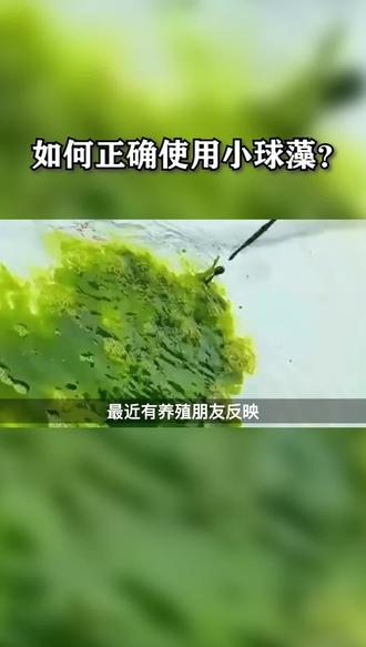 如何正确使用小球藻#南美白对虾养殖 #养虾 #水产养殖 #水产人 #养虾人