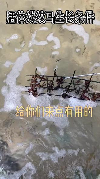 #水产养殖 #海马 #养殖基地 家人们,要拿本本记好哦