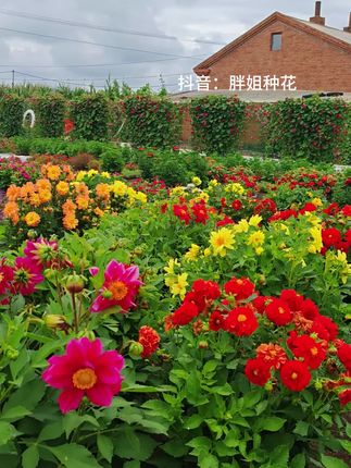 小丽花开爆了#小丽花 #小丽花种子 #小丽花基地