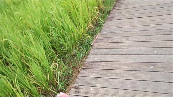 从化风云岭线路记录,休闲路线,终点的稻田和竹筒菜都很正点,这山白爬了!#户外徒步登山 #蜜袋鼯 #携宠出游 #抖in萌宠计划