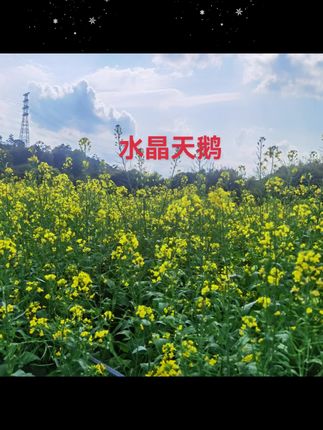 高档K9水晶玻璃天鹅摆件手工轻奢创意电视柜酒柜玄关摆件情侣结婚#摆件 #摆件工艺品 #玄关摆件 #超便宜超划算 #好物推荐🔥 @DOU+上热门 @DOU+小助手