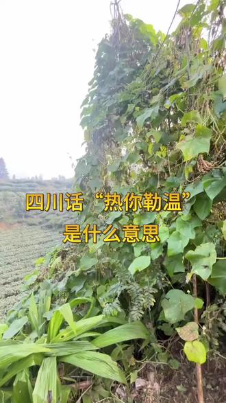 四川方言热你勒温,听得懂的都是老乡#四川#四川人#四川方言