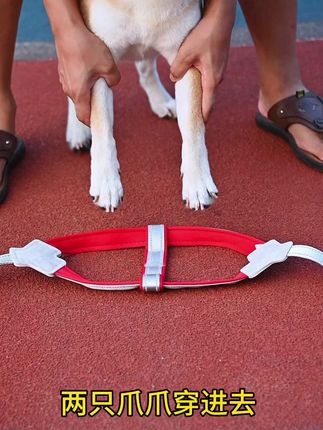 超实用!中小型狗狗背心式牵引绳,遛狗必备! #宠物胸背带 #背心式胸背带 #柴犬柯基必备 #柴犬柯基牵引 #遛狗好物